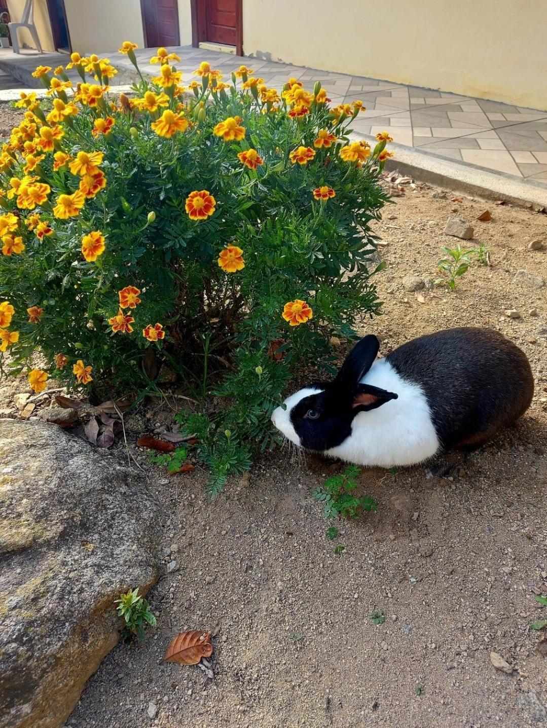 Pousada Sitio Monte Sinai Sao Jose do Barreiro  Ngoại thất bức ảnh