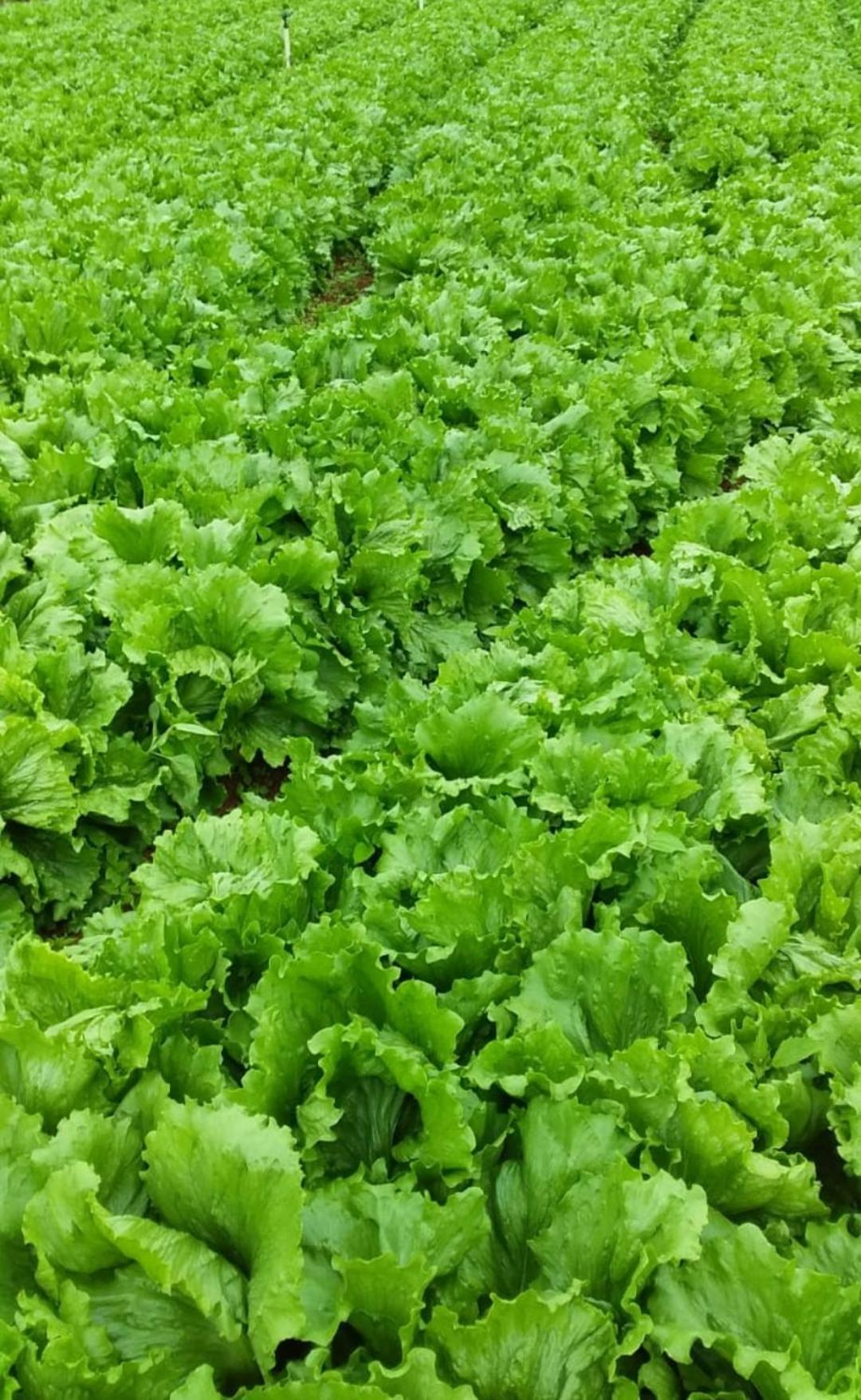 Pousada Sitio Monte Sinai Sao Jose do Barreiro  Ngoại thất bức ảnh